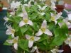 Show product details for Trillium ovatum hibbersonii